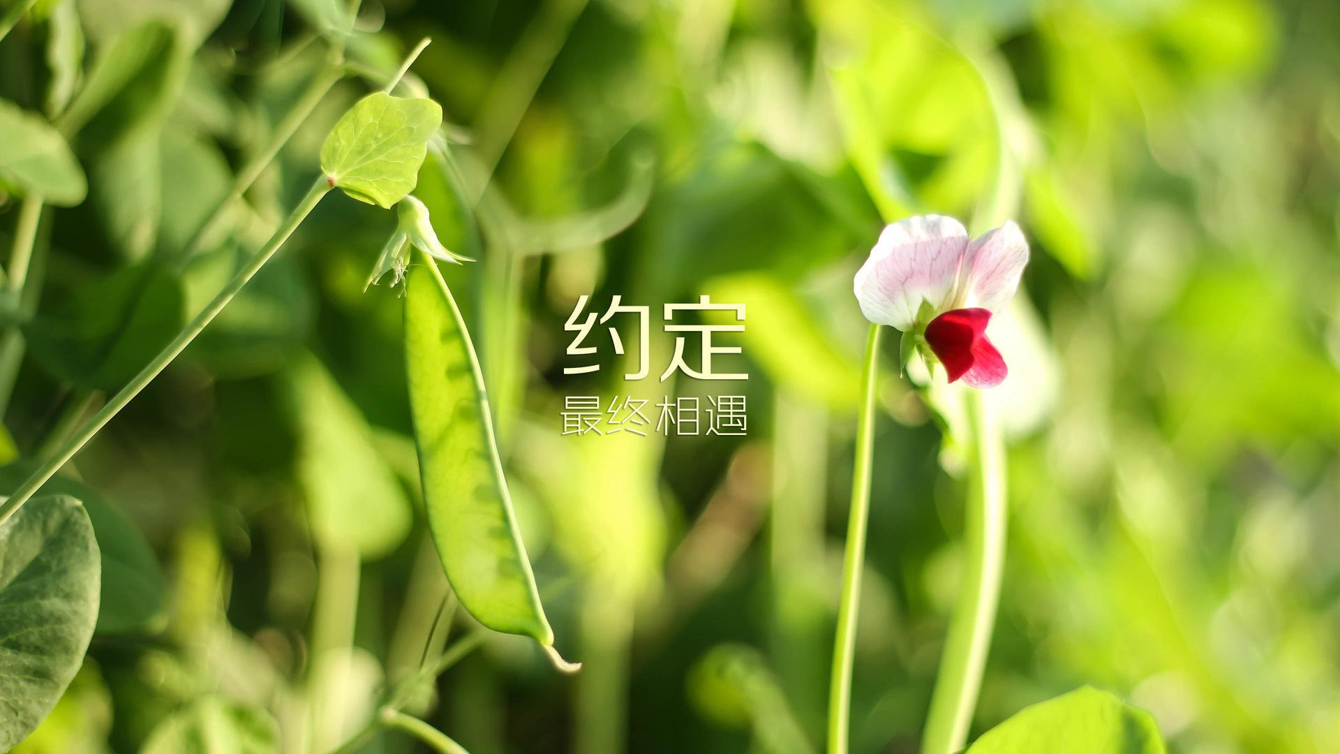 kaiyun网站-全球F1粉丝共庆：赛季中最热闹的粉丝聚会，f1分站冠军最多的车手